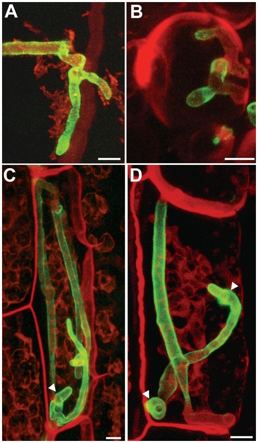 Figure 7