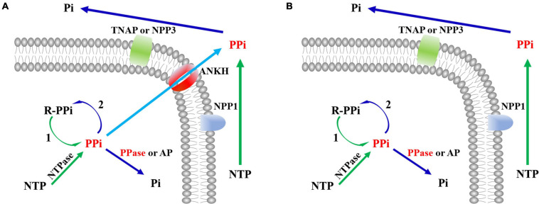 FIGURE 2