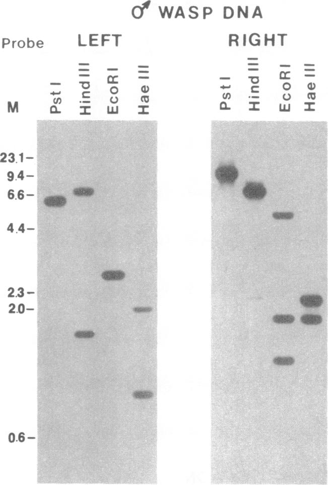 graphic file with name pnas01071-0406-a.jpg