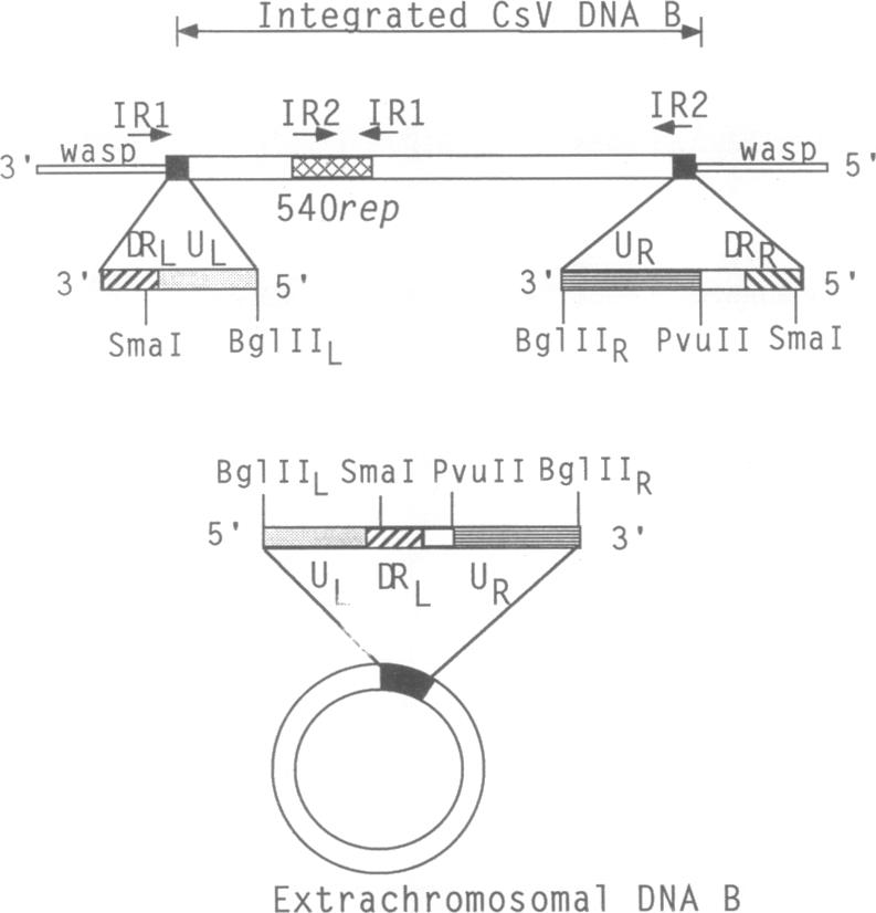 graphic file with name pnas01071-0408-a.jpg