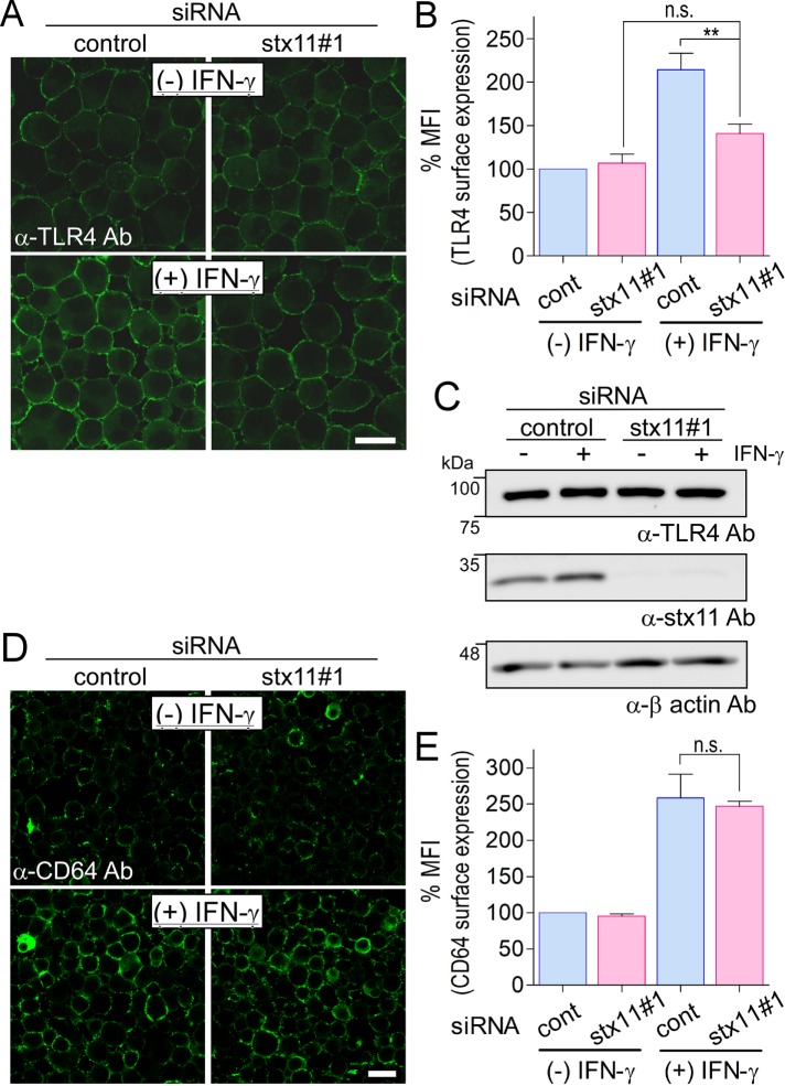 FIGURE 2: