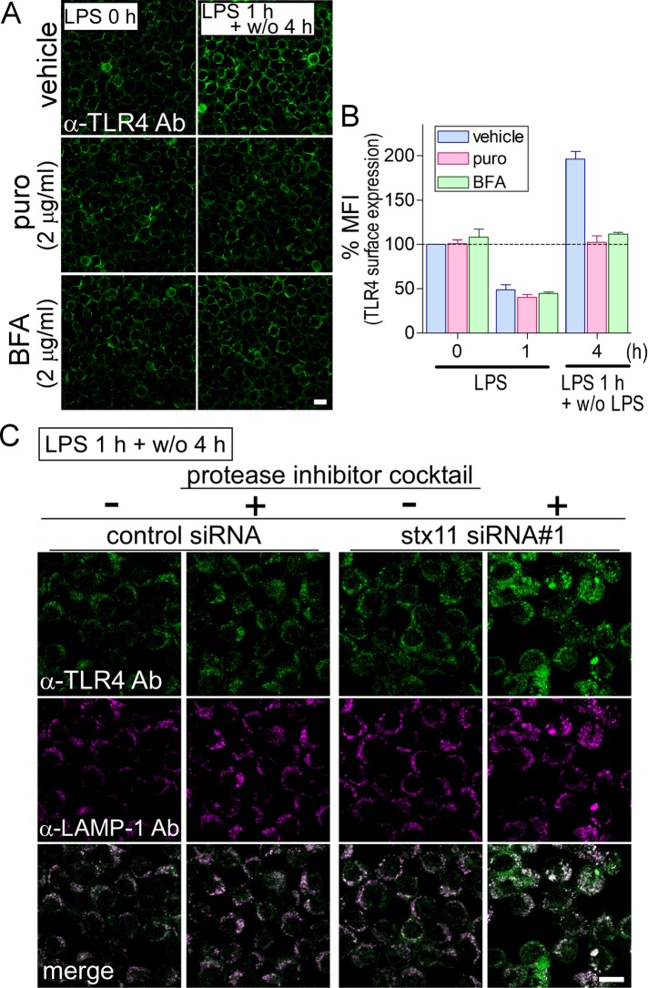 FIGURE 4: