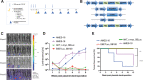 Figure 1. Generation of spontaneous HPV+ cervicovaginal carcinoma model in C57BL/6 mice. Mice received transient CD3 cell depletion at day −3, −2, −1, 7, and 14. On day 0, C57BL/6 mice received 10 μg of each DNA plasmid (total injection volume 20 μg) as a submucosal injection in the vaginal tract, followed by electroporation. A, Schematic of experimental design. B, Schematic of plasmids used to induce HPV+ cervicovaginal tumors via oncogene integration. Arrows, direction of plasmid integration. C, Representative images of the development of AMES-16–induced cervicovaginal tumor post electroporation as measured by IVIS Spectrum imaging. Bioluminescence was recorded by IVIS Spectrum after intraperitoneal injection of luciferin solution. D, Tumor growth as monitored by bioluminescence imaging. E, Survival rate shown by percentage. Mice were considered dead due to tumor when tumor diameter >15 mm, and the mice were subsequently sacrificed. **, P = 0.0023; ***, P ≤ 0.0001.