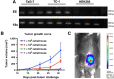 Figure 5. Characterization of Tal3 cell line–induced tumor size and penetrance in immunocompetent C57BL/6NTac mice. A, E6 expression in the Tal3 cell line was measured by RT-PCR and gel electrophoresis. C57BL/6NTac mice were subcutaneously injected with 8 × 103, 8 × 104, 8 × 105, or 8 × 106 Tal3 cells in the vaginal tract. B, Tumor growth curve of submucosal injection of indicated doses of Tal3 cells/mouse. N = 5. C, Representative image of Tal3 tumor as measured by IVIS Spectrum imaging. Bioluminescence was recorded by IVIS Spectrum after intraperitoneal injection of luciferin solution.