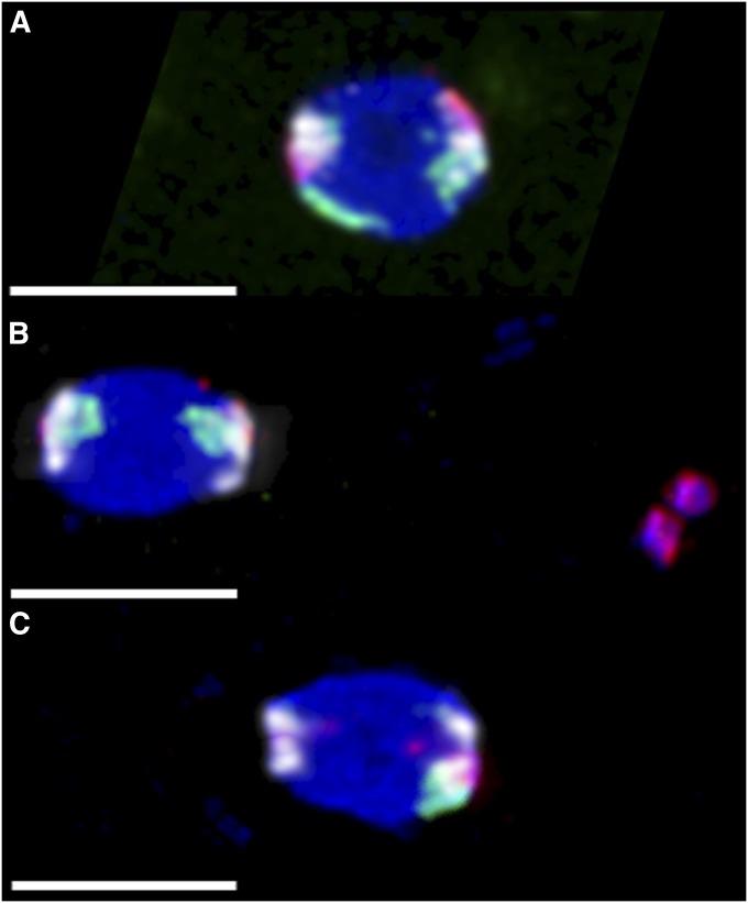 Figure 4 