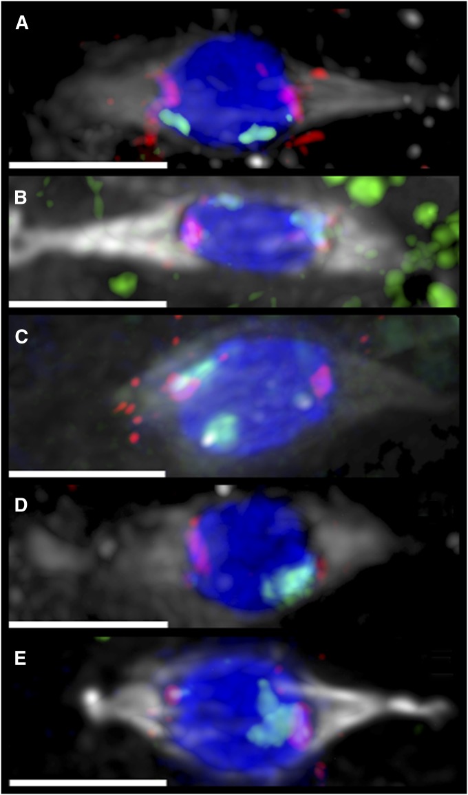 Figure 2 