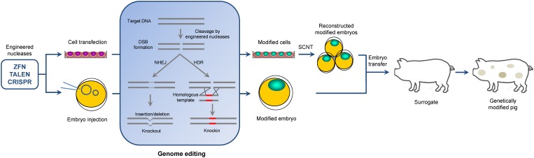 FIGURE 1