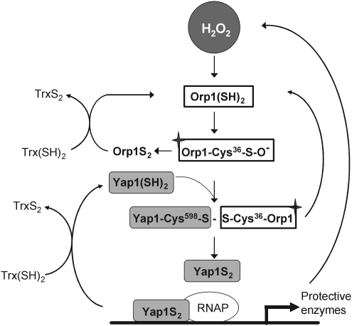 FIG. 2.