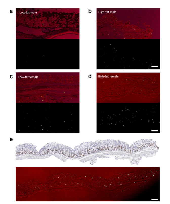 Fig. 10