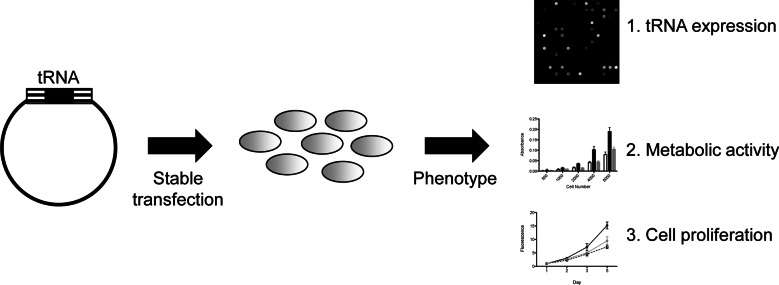 FIGURE 1.