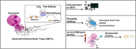 Graphical Abstract