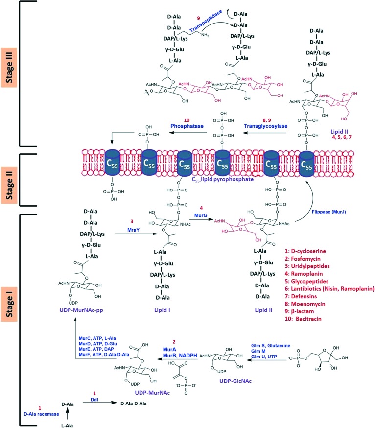 Fig. 1