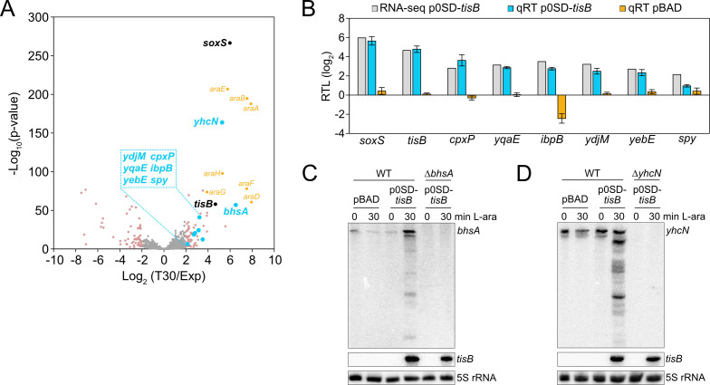 The figure includes a plot of gene expression with log-fold changes on the x-axis and P-values on the y-axis, a bar graph representing gene transcript levels, and gel electrophoresis images comparing wild-type and mutant strains under various conditions.