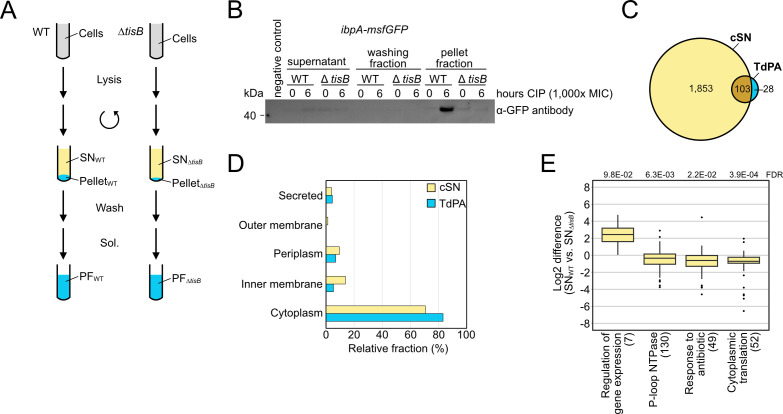 The flow diagram shows cell lysis and fractionation and includes gel electrophoresis for protein separation, a bar graph showing protein localization, a Venn diagram comparing protein identification, and a box plot analyzing changes in gene expression.