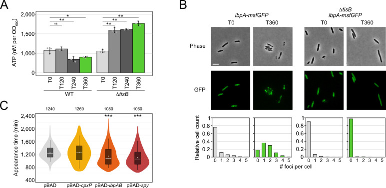 The bar graph shows ATP levels in different genetic variants, and microscopy images and histograms display the distribution of fluorescent foci in cells. Plots illustrate event appearance times across various genetic constructs.