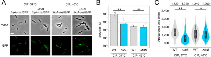 The microscopy image shows cell morphology and fluorescence. A bar graph details survival rates of different cell types under various temperature conditions, and plots represent the biological events in these cells at different temperatures.