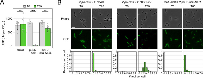 The bar graph compares ATP levels across strains at different time points, alongside fluorescence microscopy images and histograms showing the number of fluorescent foci per cell under various conditions and time points.