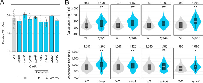 The bar graph shows the relative CFU of WT and mutant strains with different chaperone deletions, and the additional plots show the appearance time in minutes for WT and mutants across different strains, with error bars indicating variability.