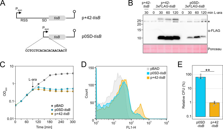 The figure presents a gene expression diagram, a Western blot showing FLAG-tagged protein expression over time with L-arabinose induction, growth curves depicting L-arabinose effects, a fluorescence plot, and a bar graph illustrating CFU percentages.