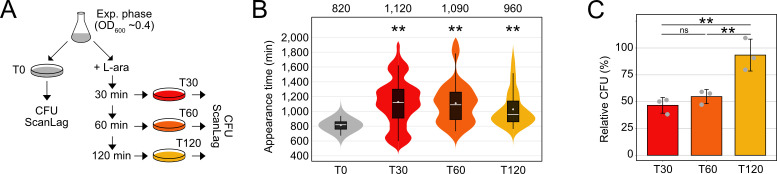 The figure shows a workflow for CFU measurement, a plot depicting colony appearance times at intervals after L-arabinose treatment, and a bar graph highlighting relative CFU percentages over time, revealing statistical significance.