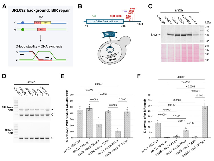 
Figure 1.

Characterization of
srs2
mutants in BIR repair

