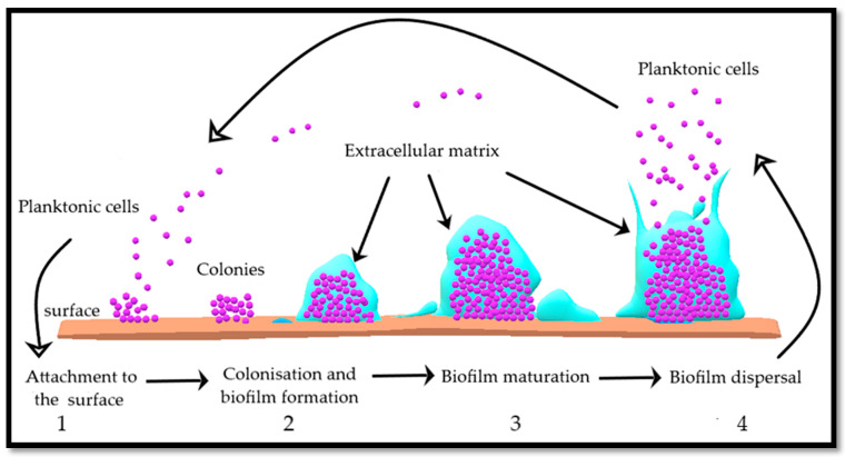 Figure 10