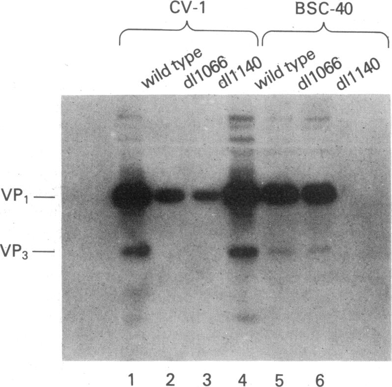 graphic file with name pnas00254-0065-a.jpg