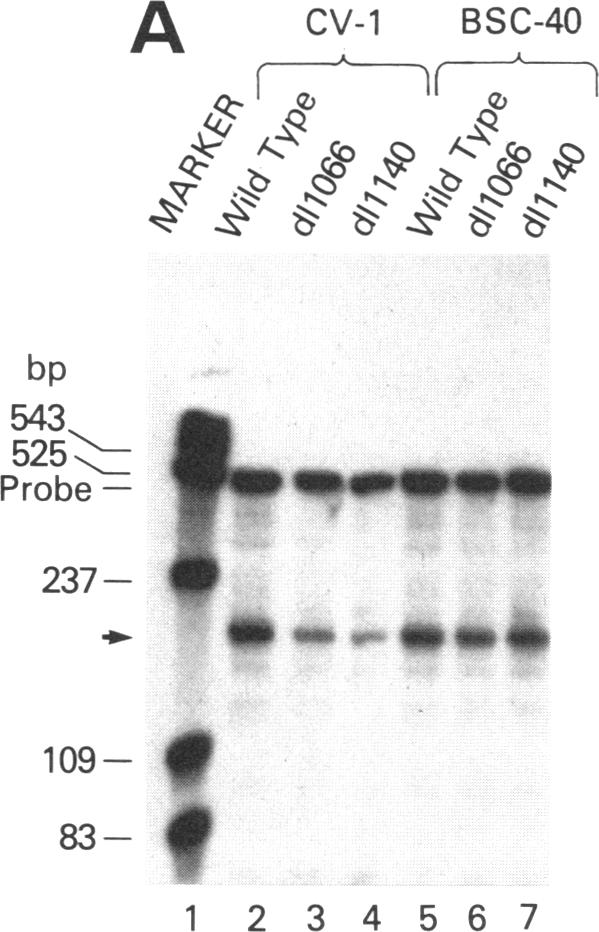 graphic file with name pnas00254-0064-a.jpg