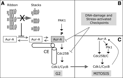 Figure 10.