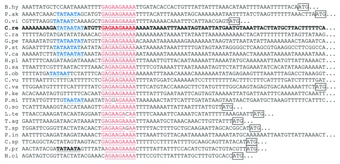 graphic file with name rna-10-1526-g4.jpg