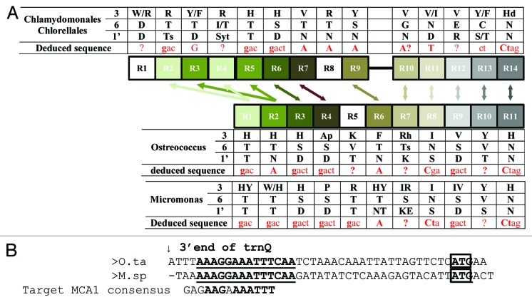 graphic file with name rna-10-1526-g5.jpg