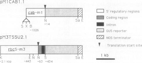 graphic file with name pnas01082-0502-a.jpg