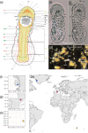 Distribution and habitus of Micrognathozoa.