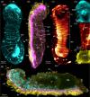 CLSM of Limnognathia. All images maximum intensity z-projection.
