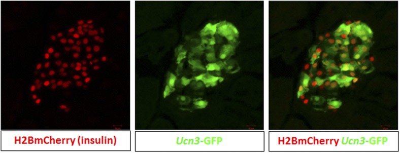 Figure 3—figure supplement 1.