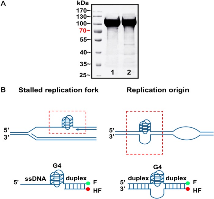 FIGURE 1.