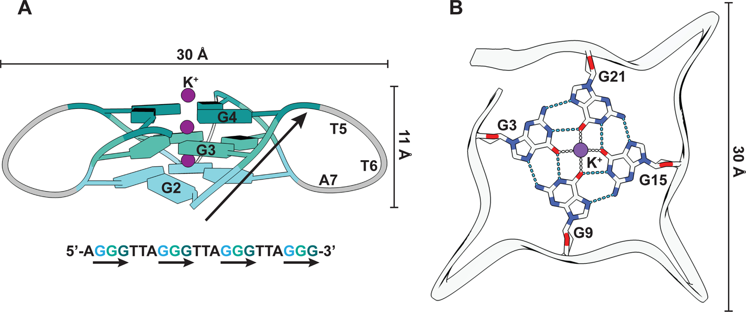 CMG helicase activity on G4-containing DNA templates - PMC