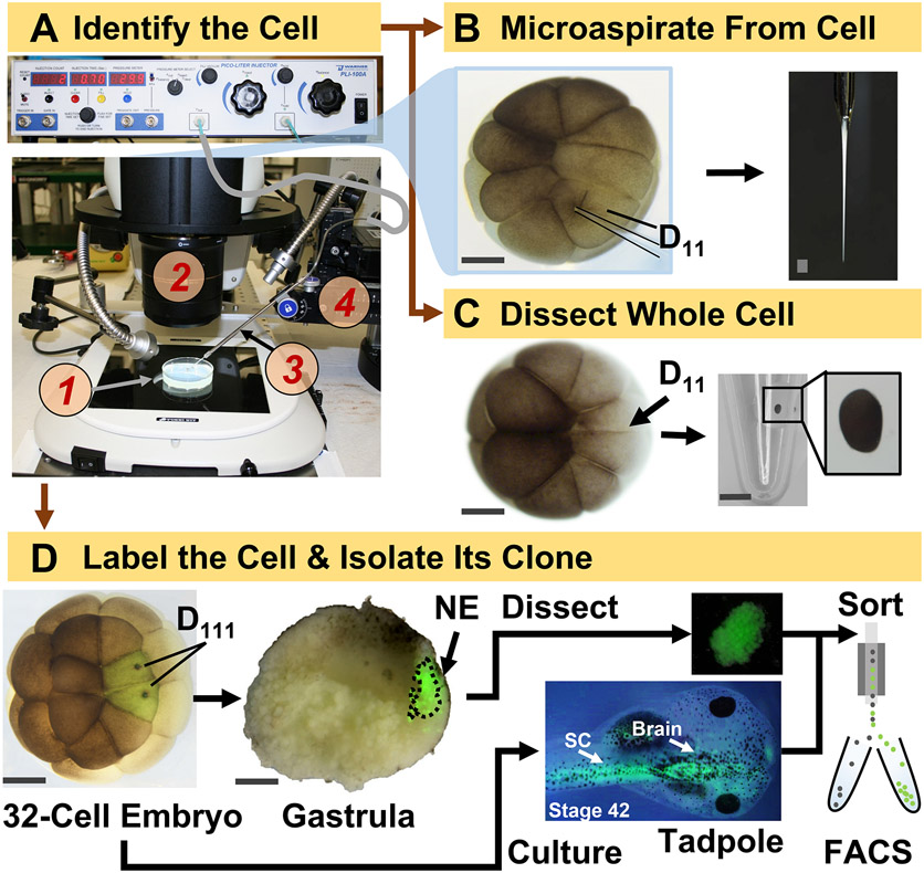 Figure 1: