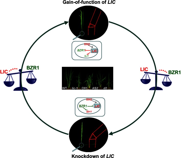 Fig. 2