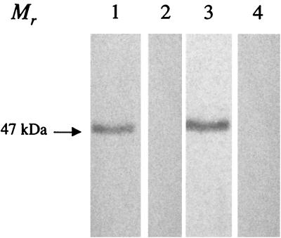 FIG. 1