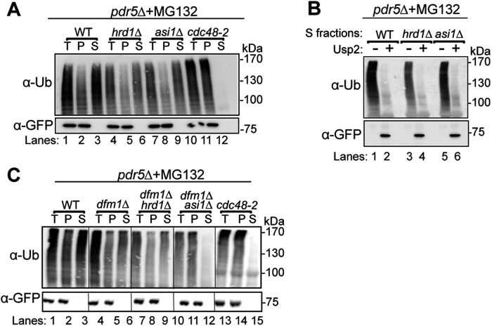 FIGURE 4: