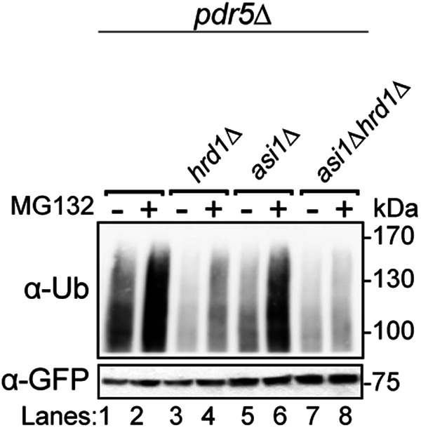 FIGURE 3: