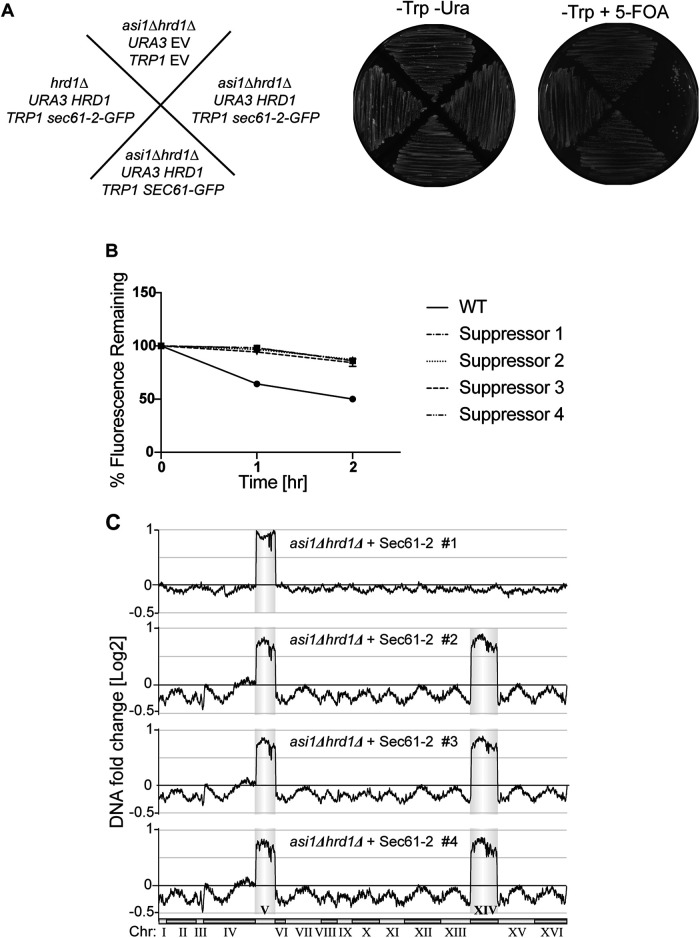 FIGURE 6: