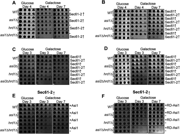 FIGURE 5: