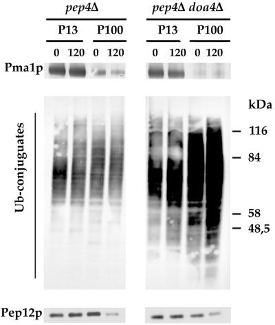 FIG. 7