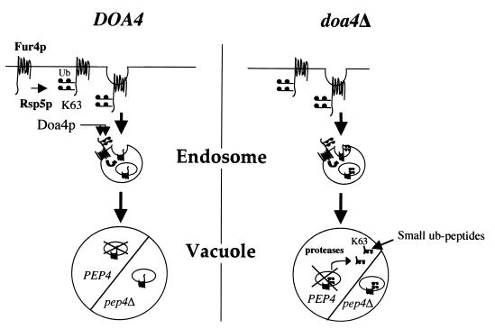 FIG. 10