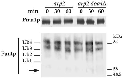 FIG. 6