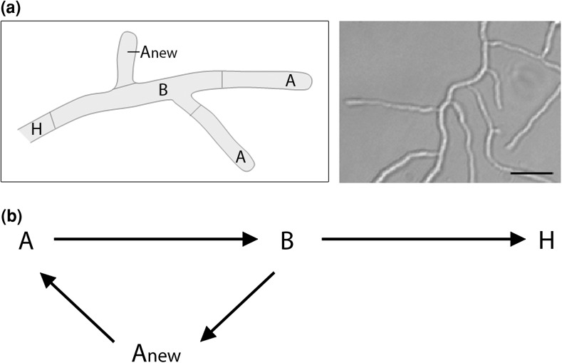 Fig. 1