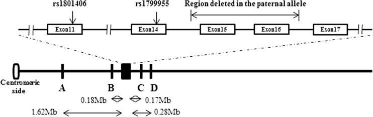 Fig. 1