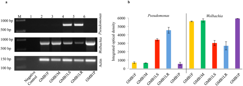 Figure 6